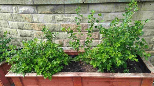 Fruit Bushes