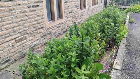 Kitchen herb garden