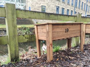 Planter and ducks