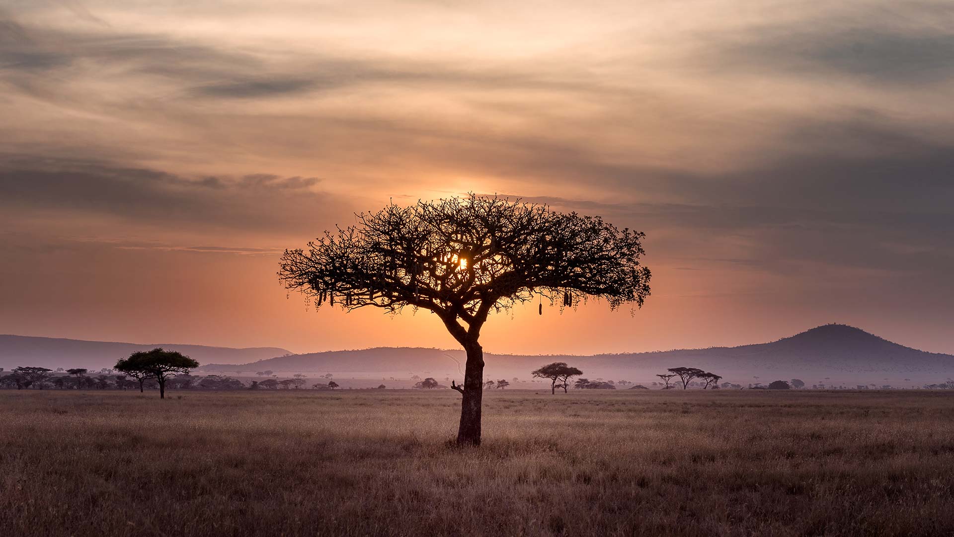 An image of a desert in Africa with a central tree. 