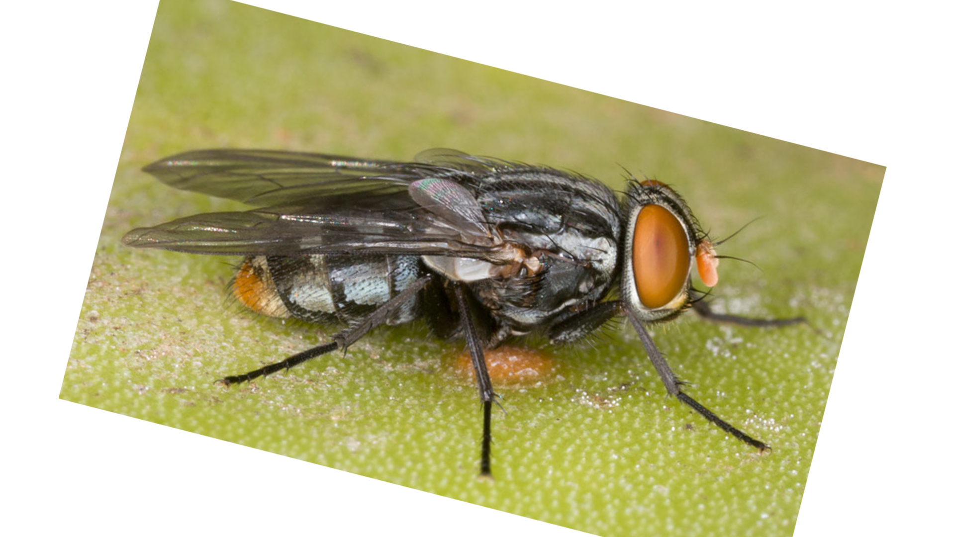 Chinese fly
